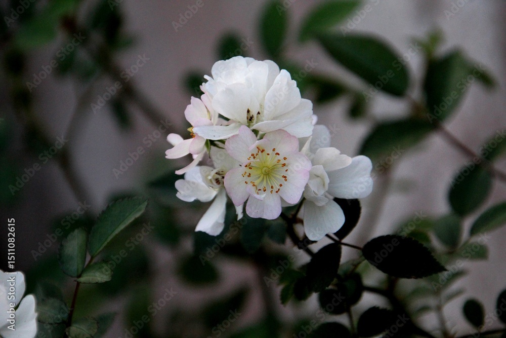 Fototapeta premium planta flor rosa – Rosa spp.