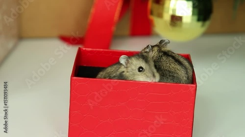 Curious hamsters peek from red gift box. Two small rodents gradually emerge side by side, one cautiously exploring with twitching whiskers.