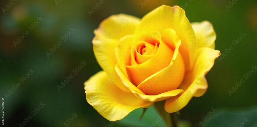Close-up shot of a vibrant, sunny yellow rose, petals unfurling to reveal its delicate heart Perfect for spring, summer, or floral themes The soft lighting enhances its beauty , roses, detail Close-up shot of a vibrant, sunny yellow rose, petals unfurling to reveal its delicate heart Perfect for spring, summer, or floral themes The soft lighting enhances its beauty , roses, detail