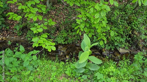 False Helleborine in natural ambient, jervine (Veratrum album) - (4K)