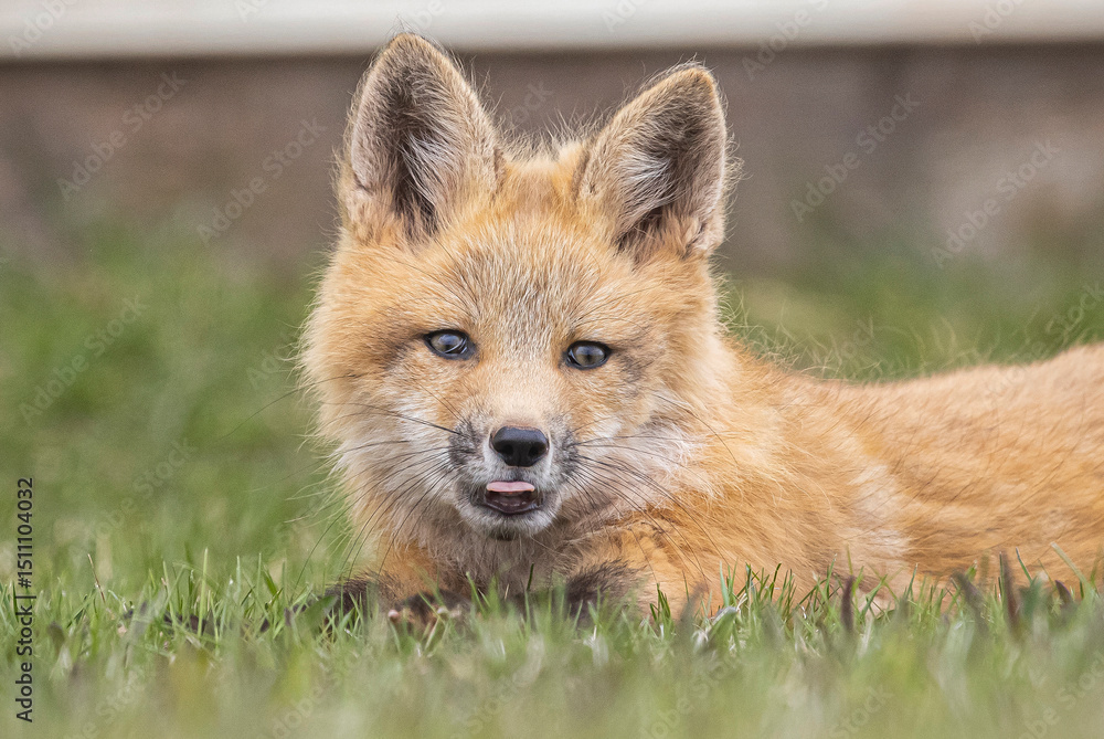 Fototapeta premium Red fox kit