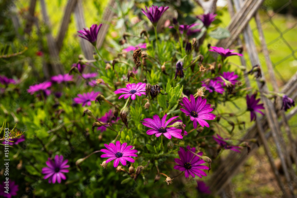 Fototapeta premium Vivid purple Osteospermum flowers in garden, natural background