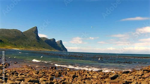 Gulls flying in Cape of Good Hope. Cape Town, Table Mountain National Park, South Africa. .