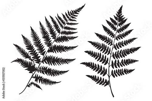 Fern frond silhouette vector illustration