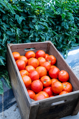 Wood box full of ripe tomatoes next to tomato plants on a farm 