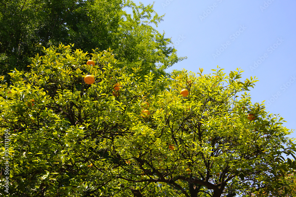 Orange fruit hanging on tree Orange fruit hanging on tree