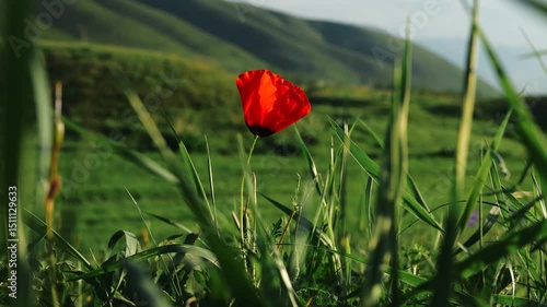 Red poppy flower on mountains background on spring day