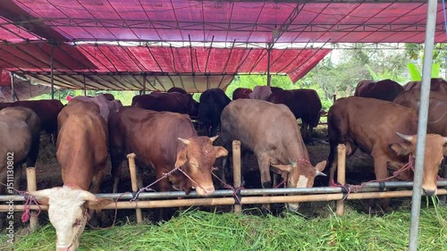 Livestock Feeding at Outdoor Pen Farm Animal Agriculture