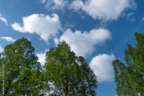 生き生きとした春の緑が増す公園　滋賀県大津市皇子が丘公園