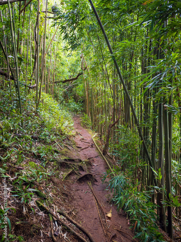 Obraz premium Puu Ohia hiking trail, Oahu, Hawaii, USA leading through a bamboo forest