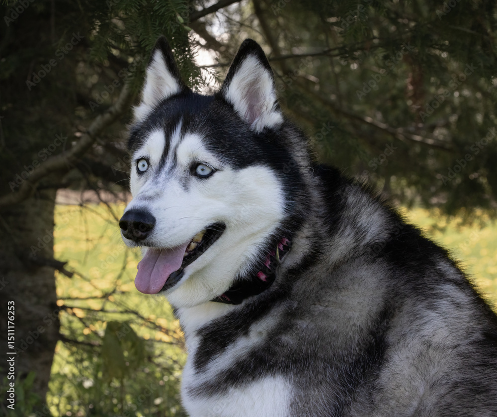 Closeup portrait of a black and white Siberian Husky with beautiful blue eyes Closeup portrait of a black and white Siberian Husky with beautiful blue eyes