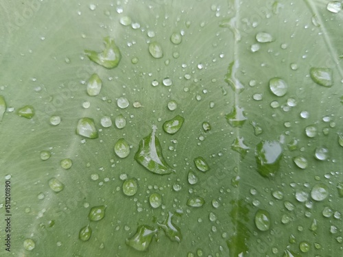water drops on green leaf