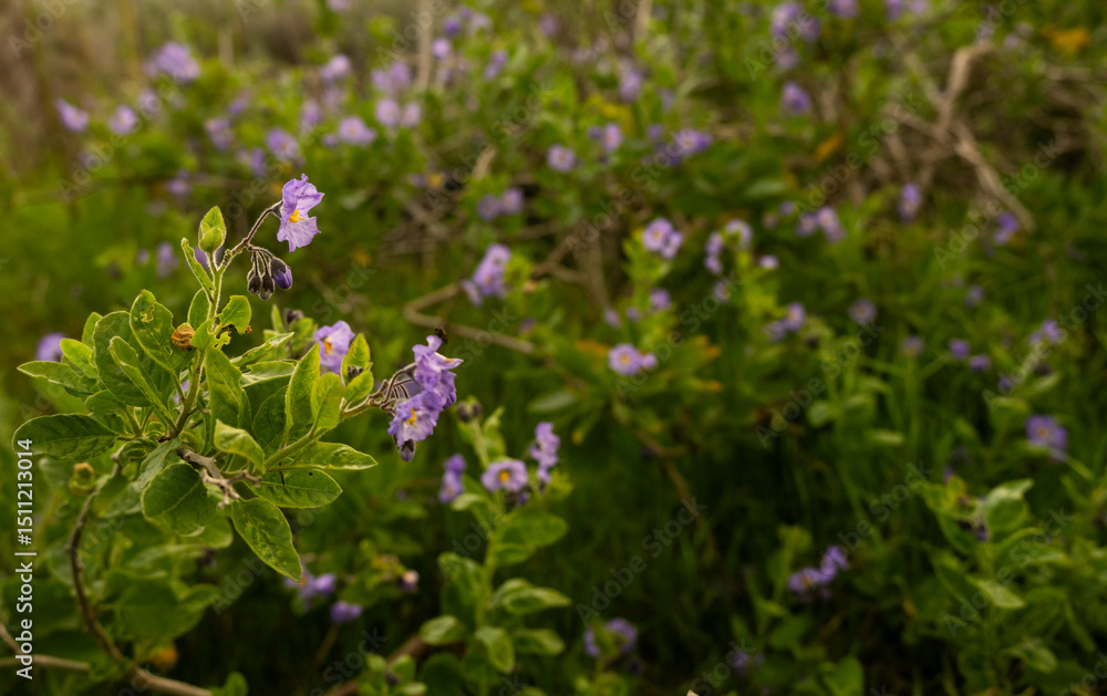 Vast Spread of Bluewitch Nightshade Wildflowers Vast Spread of Bluewitch Nightshade Wildflowers
