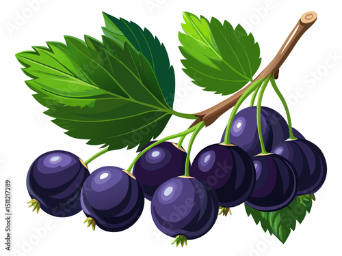 black currant