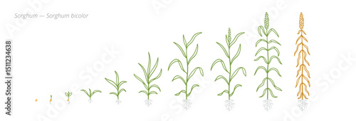 Sorghum Growth Stages Vector Illustration