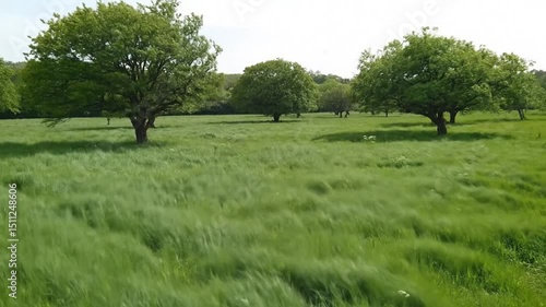 trees and grass in the field