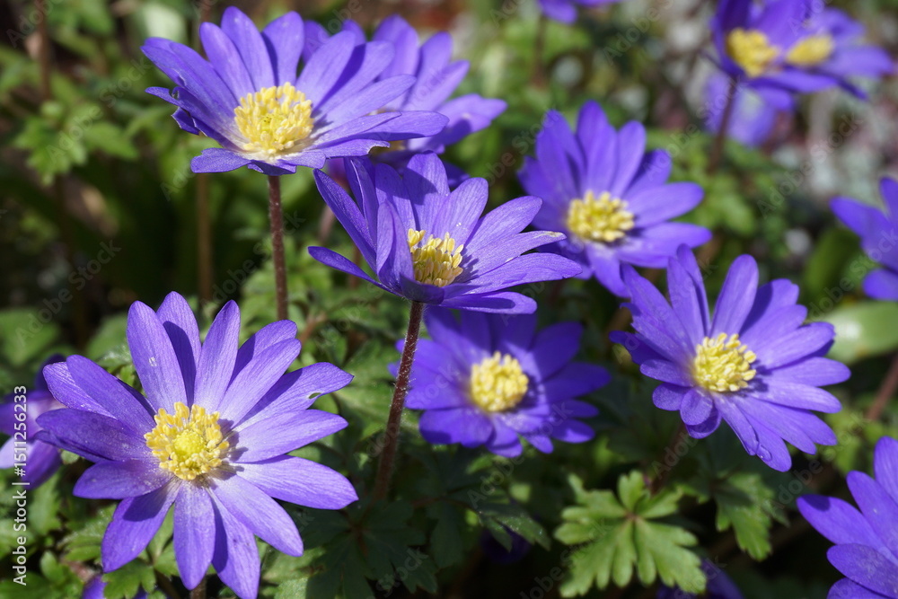 Vivid Blue Anemone Apennina Flowers in Bloom with Soft Green Leaves as Natural Backdrop. Vivid Blue Anemone Apennina Flowers in Bloom with Soft Green Leaves as Natural Backdrop.