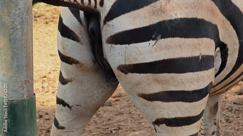 A zebra urinating in the nature.
