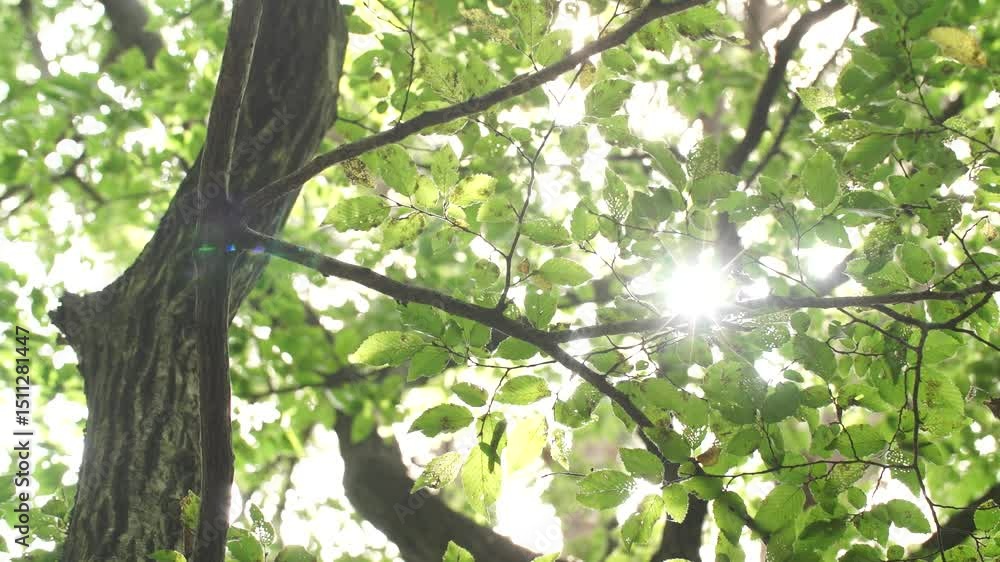  sun shining through the trees