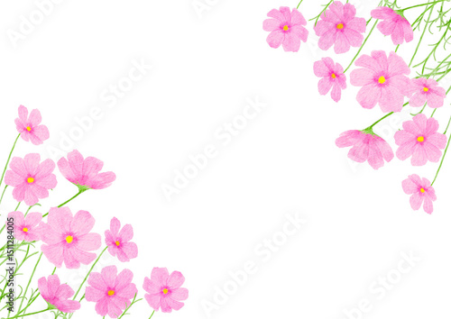 コスモス　花　水彩　秋　イラスト