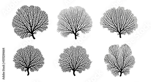 Sea Fan Collection: Six stylized illustrations of sea fans, showcasing variations in size, shape, and shading, ideal for design projects.
