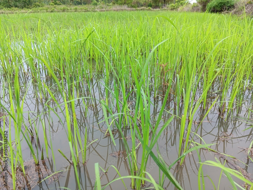 Obraz premium rice field in thailand. The season of fertility 