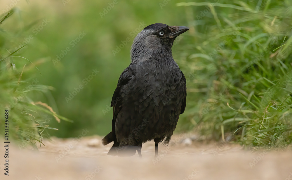 Obraz premium Jackdaw (Corvus monedula) in a natural habitat