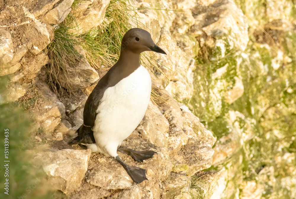 Fototapeta premium Guillemot on the cliffs in RSPB Bempton Cliffs reserve