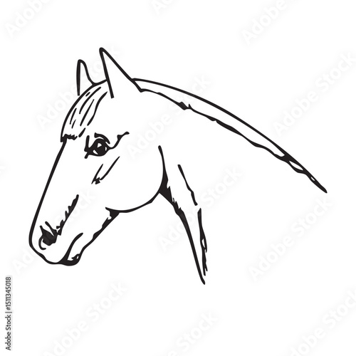 Hand drawn vector doodle of horse, wild west mustang. Line art illustrations.