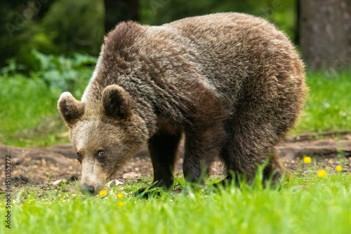 Wallpaper Mural Brown Bear close up portrait in the nature Torontodigital.ca