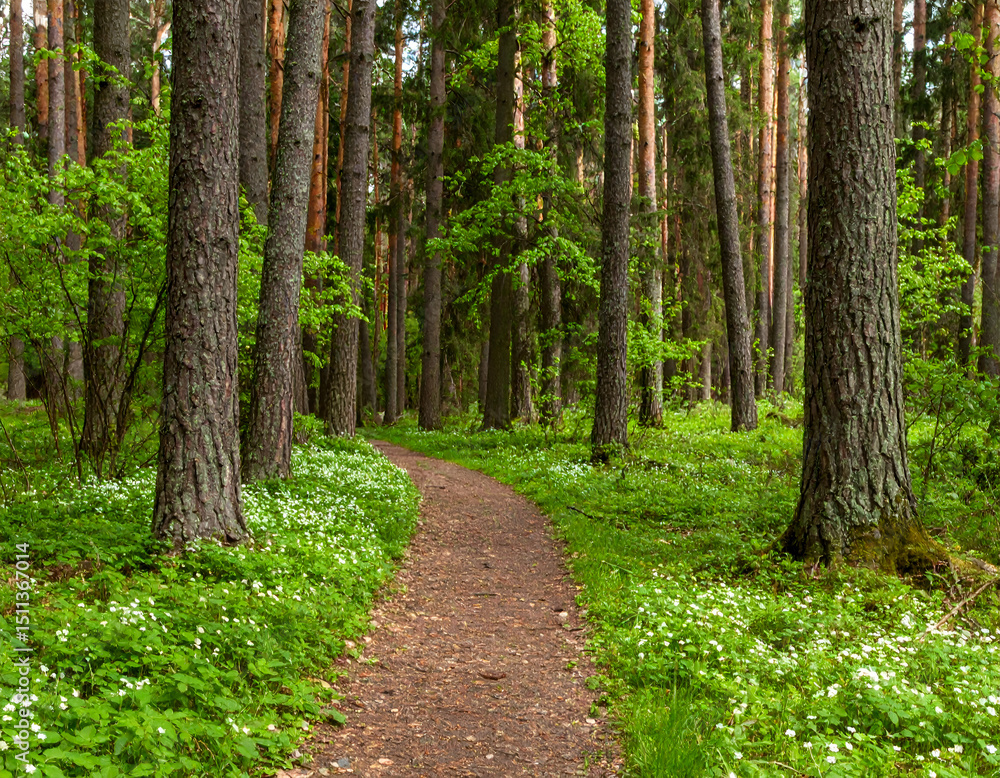 Fototapeta premium Serene Forest Trail A Tranquil Path Through Lush Greenery and Wildflowers