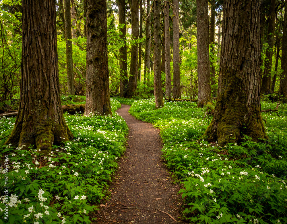 Fototapeta premium Serene Forest Trail A Quiet Walk Through Nature's Embrace
