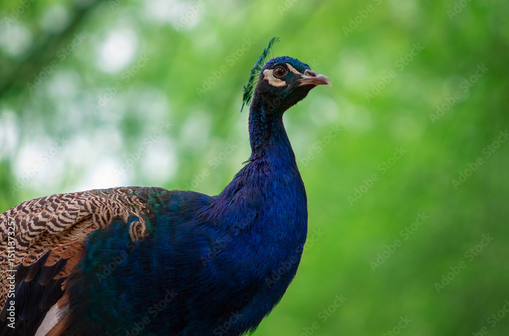 Obraz premium Wild african life. Close up of the cute peacock ( brightly bird) on a blur green background
