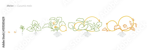 Melon Growth Stages Vector for Agribusiness and Crop Monitoring