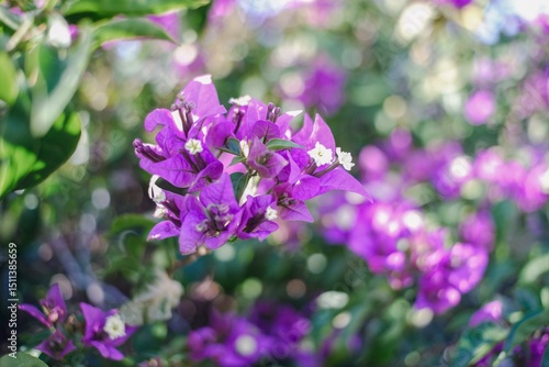 A close-up of vibrant purple bougainvillea flowers in soft focus, showcasing their delicate petals against a blurred green background