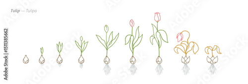 Tulip Growth Stages Vector for Agribusiness and Crop Treatment