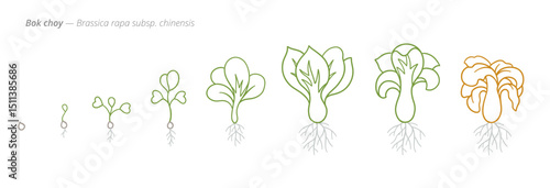 Bok Choy Growth Stages Vector for Agribusiness and Crop Management