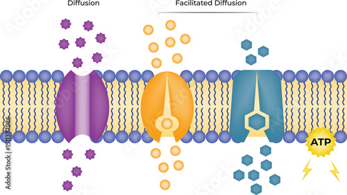 Cell Membrane: Structure, Function, and Role in Cellular Protection and Transport