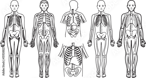 Human Body and Anatomy Silhouettes, Representing Skeleton, Muscle, and Organ Systems