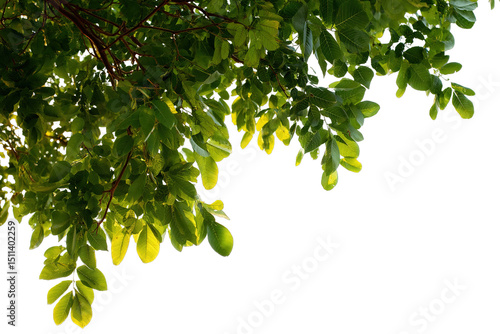 Lush Green Foliage on a Branch Isolated with PNG Transparent Background Element