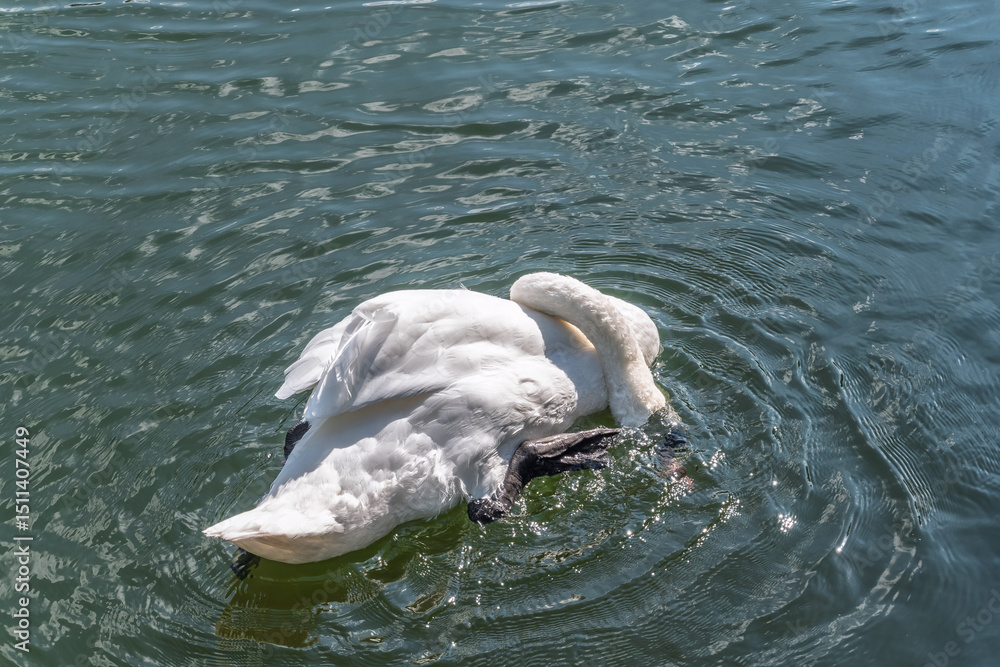 Obraz premium A graceful white swan swimming on a lake with dark water. The white swan is reflected in the water
