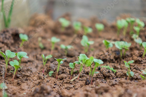 young green shoots of radish. The leaves of the plants are small, rounded. The soil looks moist and loose. Young radish in a garden bed.