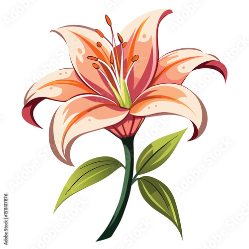 lily flower vector illustrator