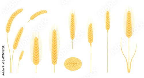 grains illustration set