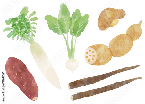 Photos Hand-Painted Root Vegetable Set – Burdock, Lotus Root, Daikon, and More – Isolat