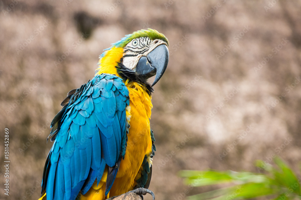 Obraz premium Exotic blue and yellow parrot macaw ara closeup perched on a branch