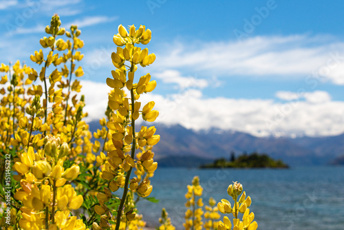 Fototapeta Naklejka Na Ścianę i Meble -  Yellow lupins lakeside at Wanaka lake