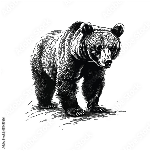 Realistic Grizzly Bear Drawing Detailed Pencil Sketch Ar