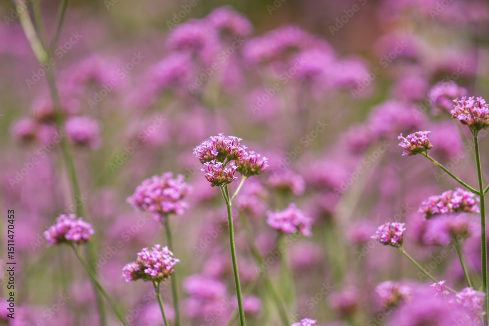 Verbena flower with blur background Verbena flower with blur background