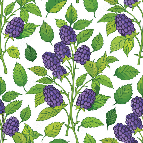 Blackberry Bush Vector Illustration with Seamless Pattern Design